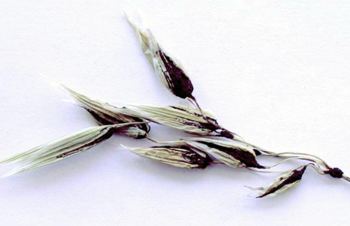 Покрита главня по овеса - (Ustilago hordei f. sp. avenae)